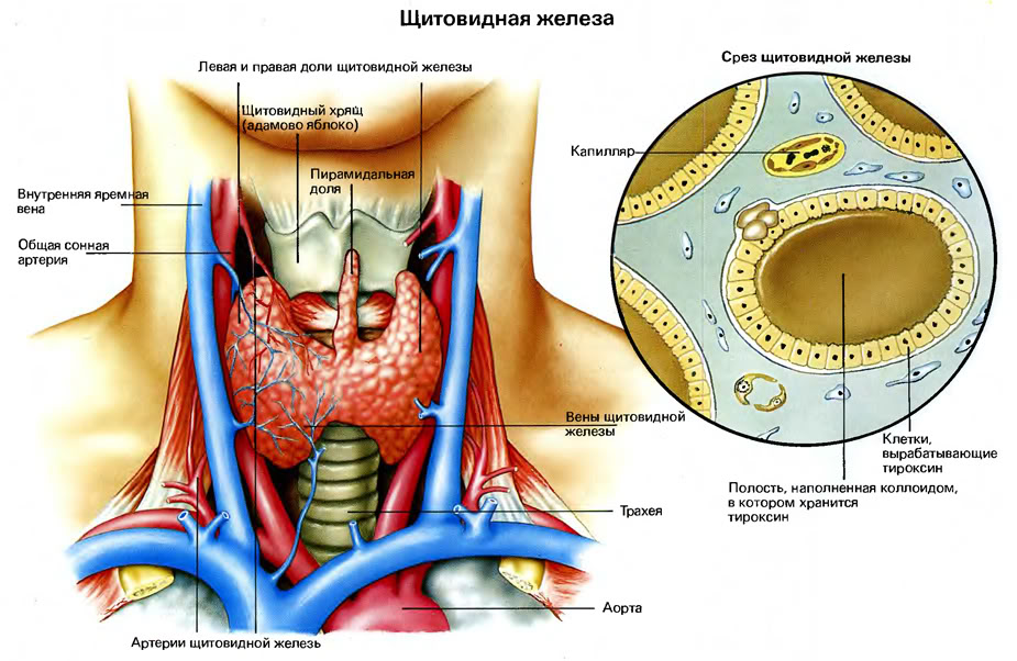 Гормоны щитовидной железы — виды анализов