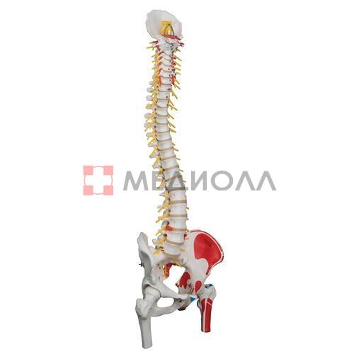 Модель гибкого позвоночника с головками бедренных костей и разметкой мышц класса «люкс» - 3B Smart Anatomy