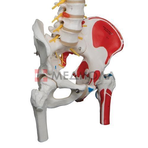 Модель гибкого позвоночника с головками бедренных костей и разметкой мышц класса «люкс» - 3B Smart Anatomy