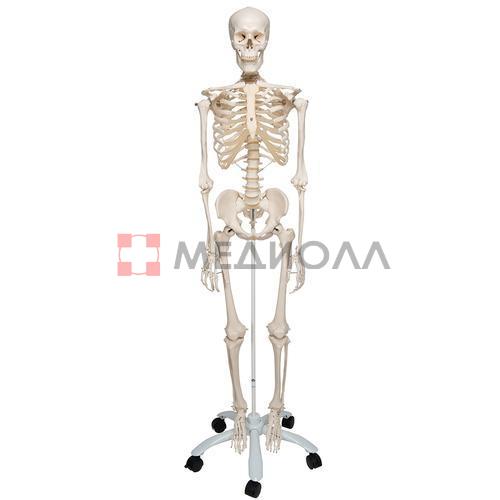 Модель скелета «Stan», на 5-рожковой роликовой стойке - 3B Smart Anatomy