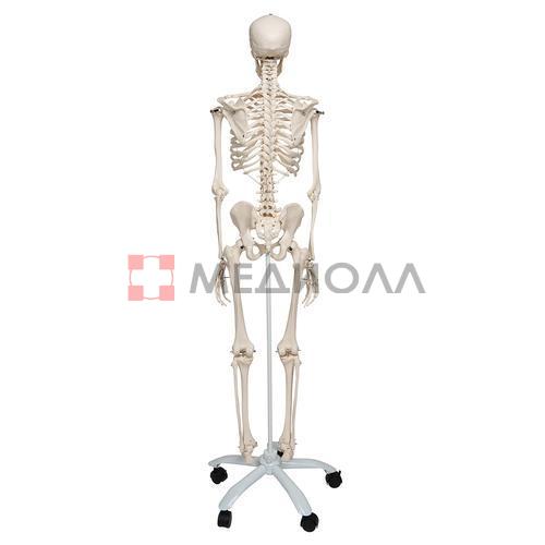 Модель скелета «Stan», на 5-рожковой роликовой стойке - 3B Smart Anatomy