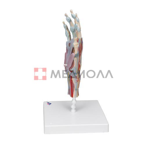 Модель скелета руки со связками и мышцами - 3B Smart Anatomy