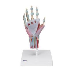 Модель скелета руки со связками и мышцами - 3B Smart Anatomy